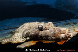 Residents of Thistlegorm / North  Red Sea by Mehmet Öztabak 